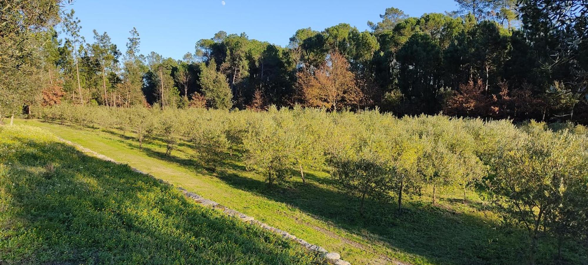 Гостевой дом Quinta Da Pedra Mija Сантар Экстерьер фото