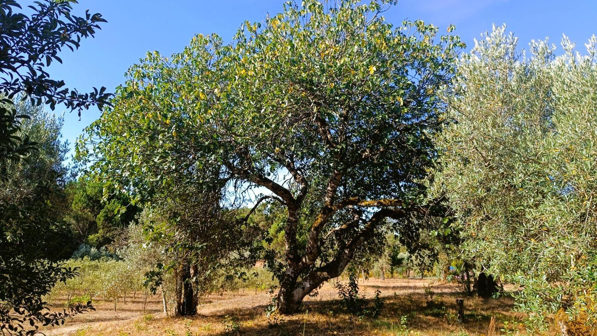 Гостевой дом Quinta Da Pedra Mija Сантар Экстерьер фото