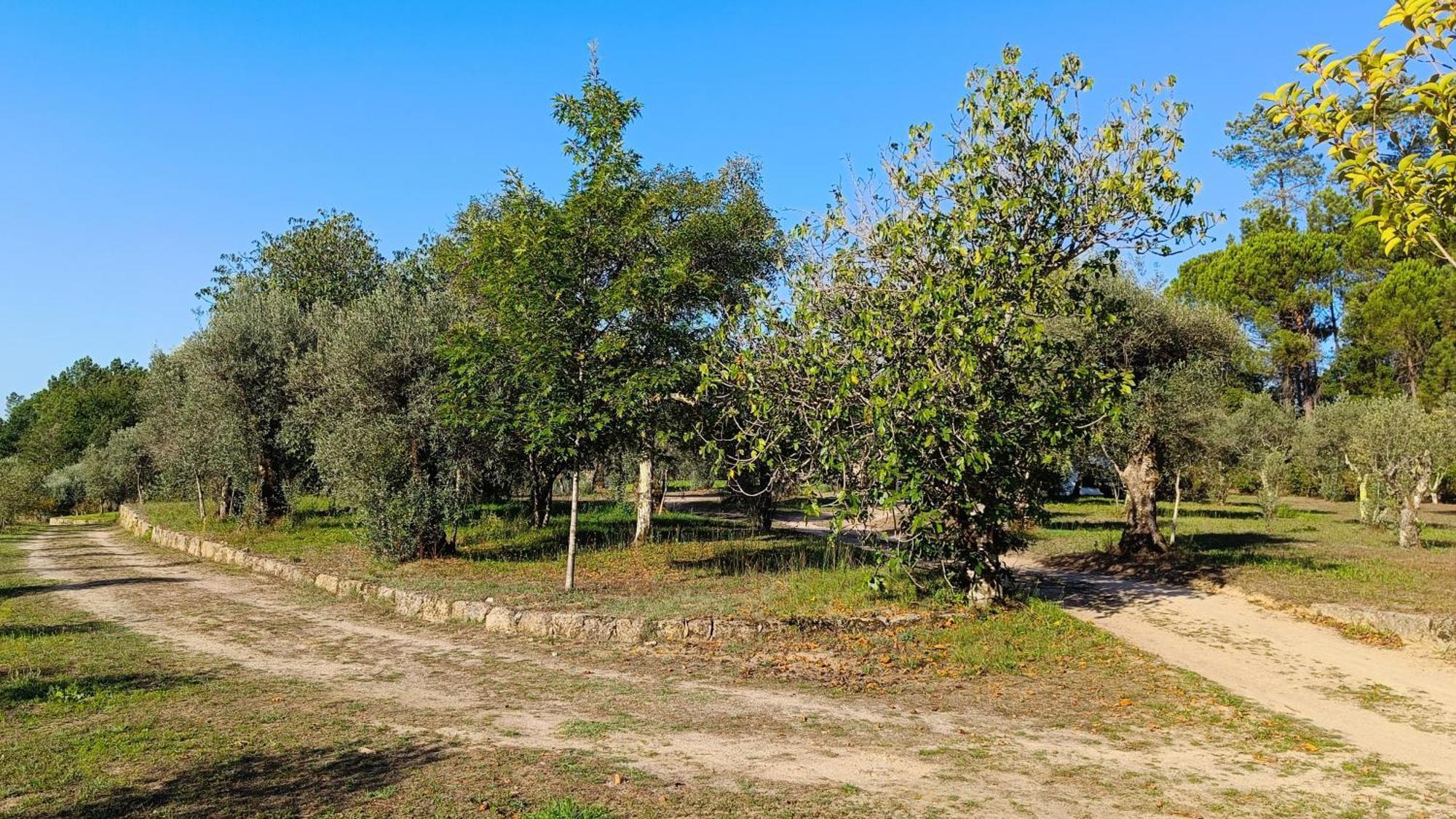 Гостевой дом Quinta Da Pedra Mija Сантар Экстерьер фото
