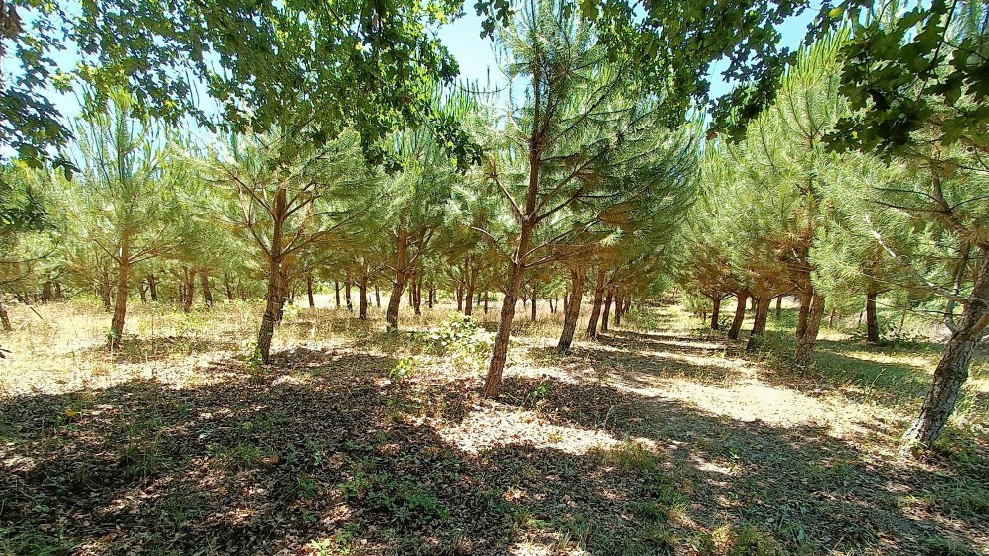 Гостевой дом Quinta Da Pedra Mija Сантар Экстерьер фото