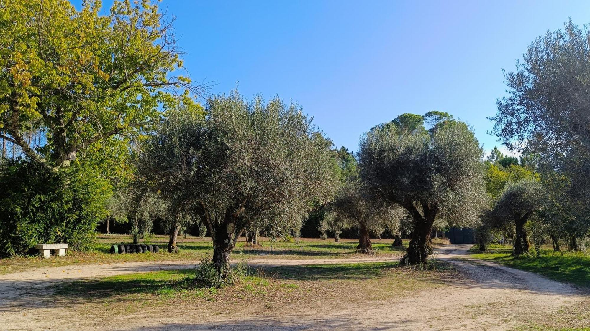 Гостевой дом Quinta Da Pedra Mija Сантар Экстерьер фото