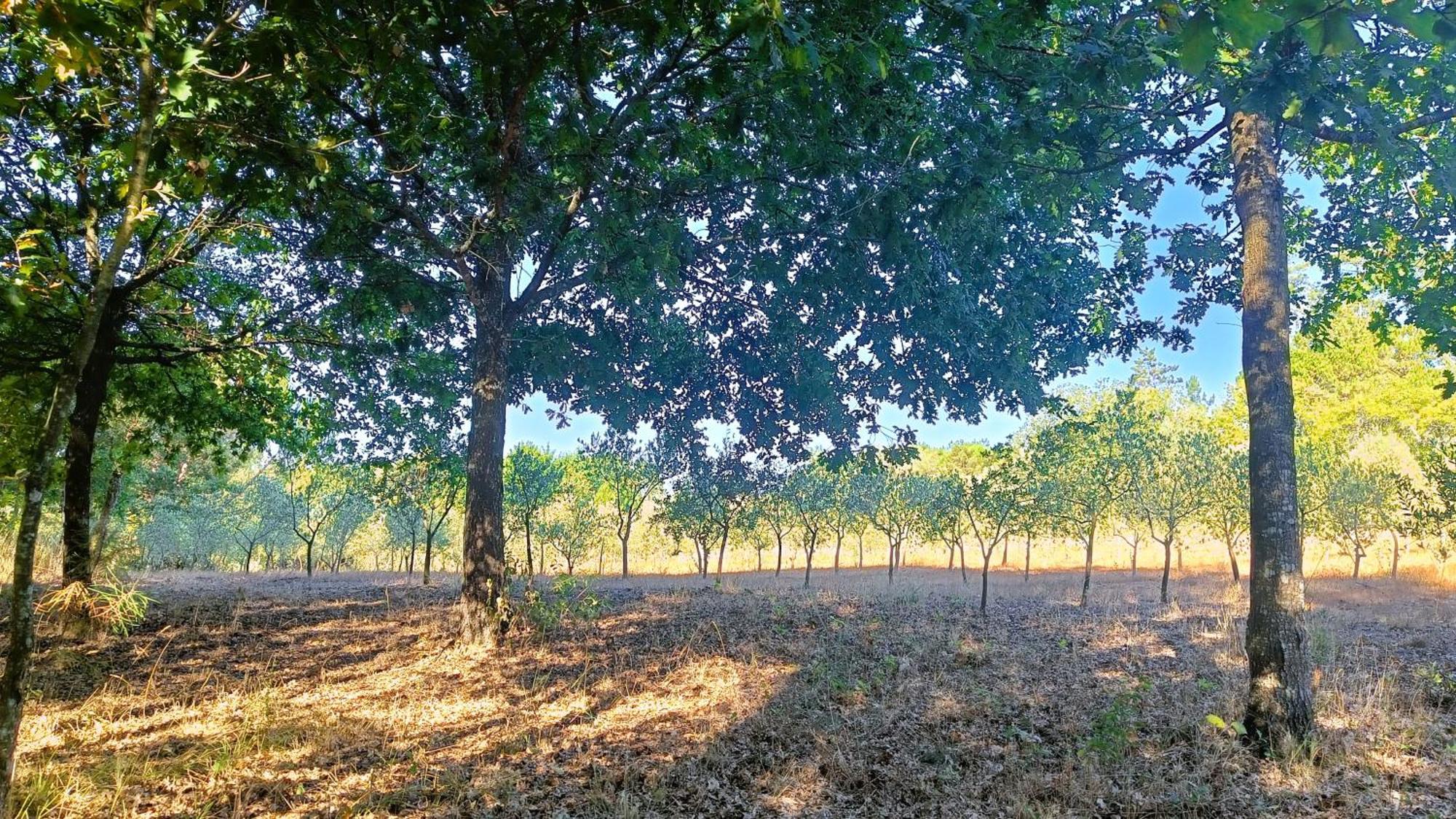 Гостевой дом Quinta Da Pedra Mija Сантар Экстерьер фото